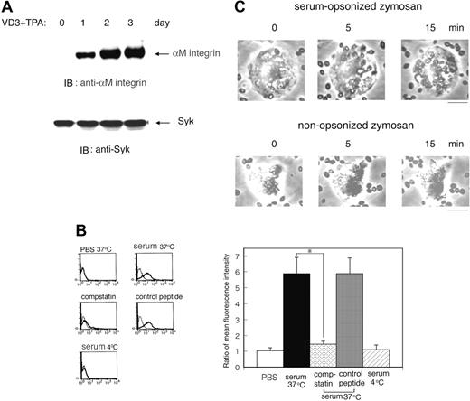 Figure 1. Complement-mediated phagocytosis using macrophage-like differentiated HL60 cells and serum-treated zymosan. (A) Expression of the CR3/integrin αM in macrophage-like differentiated HL60 cells. HL60 cells were treated with 10–7 M vitamin D3 (VD3) and 10 ng/mL TPA for indicated days and the expression of the CR3/integrin αM and Syk was examined by immunoblotting (IB) analysis with the corresponding antibodies. The blot is a representative of 3 independent experiments. (B) Binding of C3bi to zymosan. To opsonize zymosan with C3bi, zymosan was incubated in 50% human serum at 37°C for 30 minutes in the presence or absence of compstatin or control peptide and then washed with PBS twice at 4°C. For comparison, zymosan was also treated with PBS at 37°C for 30 minutes or in 50% human serum at 4°C. Binding of C3bi to zymosan was confirmed by flow cytometry with anti-C3bi antibody (thick line) or with control mouse IgG (thin line). The representative flow cytometric patterns (left) and the ratio of mean fluorescence intensity (anti-C3bi antibody/control IgG) with SD of triplicate experiments at the indicated conditions (right) are presented. The statistically significant difference was assessed by the Student t test; *P < .05. (C) Phagocytosis of zymosan particles by HL60 cells. Serum-opsonized (top panel) or nonopsonized zymosan (bottom panel) was added to macrophage-like differentiated Day3-HL60 cells (cell-zymosan ratio, 1:10) and incubated at 37°C. Phagocytosis was recorded by a time-lapse microscope every 15 seconds and analyzed by MacSCOPE image analyzing software. An LCPlan 20 ×/0.40 numeric aperture (NA) objective was used to visualize the images. The bar indicates 10 μm.