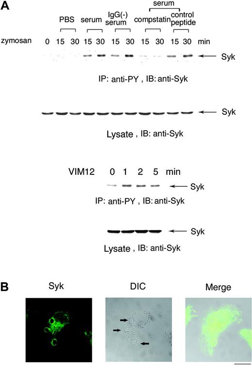 Figure 2. Syk is tyrosine phosphorylated in the process of complement-mediated phagocytosis. (A) Tyrosine phosphorylation of Syk by the treatment with serum-opsonized zymosan. Macrophage-like differentiated Day3-HL60 cells were incubated with zymosan particles that were treated with PBS, serum, IgG-removed serum, serum containing compstatin (10 μM), or the control peptide to compstatin (10 μM) for 15 or 30 minutes (top). Macrophage-like differentiated Day3-HL60 cells were stimulated with CR3-activating F(ab)2 antibody VIM12 (2 μg/mL; bottom). Cell lysates were immunoprecipitated (IP) with antiphosphotyrosine (anti-PY) monoAb and immunoblotting analysis was performed with anti-Syk polyAb. As to the whole cell lysates, immunoblotting analysis was also done with anti-Syk polyAb. (B) Accumulation of Syk around the phagocytosed zymosan. At 5 minutes after the onset of phagocytosis, Day3-HL60 cells were fixed and stained with anti-Syk polyAb and AlexaFluor 488–conjugated secondary antibody. The arrows indicate the phagocytosed zymosan (the bar indicates 10 μm). A 63 ×/1.4 NA oil objective was used to visualize the images. DIC indicates differential interference contrast.