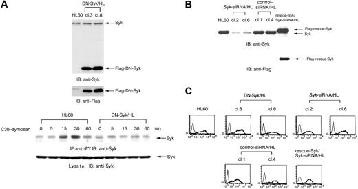 Figure 3. Neither DN-Syk nor Syk-siRNA affects the expression of the complement receptor CR3. DN-Syk was transferred into HL60 cells and stable mutant clones (DN-Syk/HL, cl3 and cl8) were isolated. Syk-siRNA or control siRNA was also transferred into HL60 cells and stable mutant clones (Syk-siRNA/HL, cl2 and cl6; control siRNA/HL, cl1 and cl4) were isolated. Flag-rescue–Syk was transferred into Syk-siRNA/HL cl6 and stable mutant was isolated. Protein expression was examined in these mutant clones and parental HL60 cells. (A) Expression of transferred Flag-tagged DN-Syk protein in DN-Syk/HL (cl3 and cl8) cells was confirmed by immunoblotting analysis using anti-Syk polyAb and anti-Flag monoAb (top panel). Macrophage-like differentiated Day3-HL60 and DN-Syk/HL cells were incubated with serum-treated zymosan. Cell lysates were immunoprecipitated with antiphosphotyrosine monoAb and immunoblotting analysis was performed with anti-Syk polyAb. As to the whole cell lysates, immunoblotting analysis was also done with anti-Syk polyAb (bottom panel). (B) Expression of endogenous Syk was examined in Syk-siRNA/HL (cl2 and cl6), control siRNA/HL (cl1 and cl4), and HL60 cells by immunoblotting analysis using anti-Syk polyAb (top panel). Expression of Flag-rescue–Syk was examined by immunoblotting analysis using anti-Syk polyAb and anti-Flag monoAb (bottom panel). (C) Cell-surface expression of CR3 (integrin αMβ2) on macrophage-like differentiated Day3-HL60, DN-Syk/HL (cl3 and cl8), Syk-siRNA/HL (cl2 and cl6), control siRNA/HL (cl1 and cl4), and Flag-rescue–Syk/Syk-siRNA/HL cells were analyzed by flow cytometry with anti-CR3 monoAb (thick line) or with control mouse IgG (thin line).
