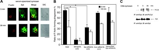 Figure 6. Syk affects actin dynamics around the C3bi-mediated phagosomes. Macrophage-like differentiated Day3-HL60, DN-Syk/HL (clone 8), Syk-siRNA/HL (clone 6), control siRNA/HL (clone 4), or Flag-rescue–Syk/Syk-siRNA/HL cells were incubated with serum-opsonized zymosan for indicated times and treated for morphologic studies (A-B) and immunoblotting analysis (C). (A) The parental HL60 cells were washed twice with culture medium and incubated for an additional 5 minutes or 30 minutes. The cells were fixed, stained with anti-Syk polyAb followed by AlexaFluor 488–labeled secondary antibody (green) and AlexaFluor 594–labeled phalloidin (red), and observed with a confocal laser-scanning microscope. Zymosan-containing phagosomes surrounded by F-actin are presented. A 63 ×/1.4 NA oil objective was used to visualize the images. DIC indicates differential interference contrast. (B) Zymosan-containing phagosomes existing in Day3-HL60, DN-Syk/HL, Syk-siRNA/HL, control siRNA/HL, or Flag-rescue–Syk/Syk-siRNA/HL cells were counted and the percentage of the phagosomes surrounded by F-actin to total phagosomes was calculated. One hundred cells were examined. Mean values and SD of triplicate experiments are shown. The statistically significant difference was assessed by the Student t test; *P < .05. (C) The cell lysates were immunoprecipitated with anti-Syk monoAb, and coprecipitated PLCγ2 was detected by immunoblotting analysis with anti-PLCγ2 polyAb. The reprobing analysis was also done with anti-Syk polyAb.