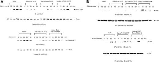 Figure 7. Syk activates the RhoA pathway in C3bi-CR3 signaling. Macrophage-like differentiated Day3-HL60, DN-Syk/HL (clone 8), Syk-siRNA/HL (clone 6), control siRNA/HL (clone 4), or Flag-rescue–Syk/Syk-siRNA/HL cells were incubated with serum-opsonized zymosan for indicated times and immunoblotting analysis was performed. (A) The cell lysates were incubated with GST-rhotekin RBD immobilized on glutathione-Sepharose. GTP-bound RhoA was detected by immunoblotting analysis with anti-RhoA polyAb. The same amounts of cell lysates were also immunoblotted with anti-RhoA polyAb. (B) The cell lysates were immunoprecipitated with anti-Vav polyAb and immunoblotted with antiphosphotyrosine monoAb. The reprobing analysis was also done with anti-Vav polyAb. These blots are representative of 3 independent experiments.