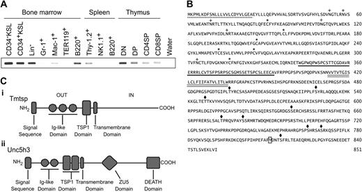 Figure 1. Identification of a novel cell surface molecule specific to primitive hematopoietic cells. (A) Expression of Tmtsp in hematopoietic cells. Semiquantitative RT-PCR was carried out using normalized cDNA by GAPDH. Cells analyzed are bone marrow CD34–c-Kit+Sca-1+Lineage marker– HSCs (CD34–KSL), CD34+KSL progenitors, lineage marker– cells (Lin–), Gr-1+ neutrophils, Mac-1+ monocytes/macrophages, TER119+ erythroblasts, B220+ B cells; spleen Thy-1.2+ T cells, NK1.1+ natural killer (NK) cells, and B220+ B cells; and thymic CD4–CD8– T cells (DN), CD4+CD8+ T cells (DP), CD4+CD8– T cells (CD4SP), and CD4–CD8+ T cells (CD8SP). (B) Deduced amino acid sequence and conserved domains of mouse Tmtsp. Tmtsp protein possesses several domains indicated as follows: signal sequence, dotted line; cysteine residues of Ig-like domain, asterisks; thrombospondin type I repeat (TSP1 domain), underline; transmembrane domain, double line; PKC-phosphorylation site, diamonds; N-glycosylation site, crosses; and tyrosine-phosphorylation site, box. The cDNA sequences are available from the GenBank database under the accession numbers AB039946 and AB044385 (mouse and human, respectively). (C) Schematic illustration of Tmtsp (i) and Unc5h3 proteins (ii).