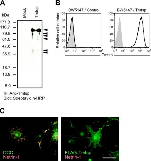 Figure 2. Characterization of Tmtsp protein and specific antibody. (A-B) Specificity of anti–mouse Tmtsp mAb. To verify the specificity of the anti-Tmtsp mAb, cell surface proteins of BW5147 cells infected with a Tmtsp retrovirus (BW5147/Tmtsp) and mock control cells (BW5147/control) were biotinylated, and the total cell lysates were used for immunoprecipitation with anti-Tmtsp mAb, followed by detection with streptavidin-HRP. Tmtsp protein and the putative proteolytic products are indicated by arrowheads (A). The specificity of the mAb was also confirmed by flow cytometric analysis (B). Open curve indicates anti-Tmtsp; gray shaded curve, isotype control. (C) Binding assay with recombinant netrin-1 protein. COS7 cells transiently transfected with DCC and FLAG-Tmtsp were incubated with chick netrin-1 (VI · V)–Fc. Receptor expression (green) and netrin-1-Fc (red) were merged. Scale bar: 50 μm.