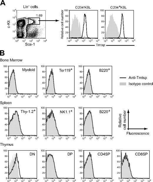 Figure 3. Preferential expression of Tmtsp protein on hematopoietic stem and progenitor cells. (A) Expression of Tmtsp in c-Kit+Sca-1+Lin– (KSL) fraction in the adult mouse BM. Tmtsp protein was highly expressed on both CD34–KSL HSCs and CD34+KSL multipotential progenitor cell fractions. The number in the diagram indicates the percentage of cells in the fraction. Open and shaded curves represent cells stained with the anti-Tmtsp antibody and an isotype control, respectively. (B) Expression of Tmtsp protein on lineage marker–positive hematopoietic cells. Tmtsp was not detected on lineage marker–positive cells except for CD4–CD8– (DN) cells in the thymus.