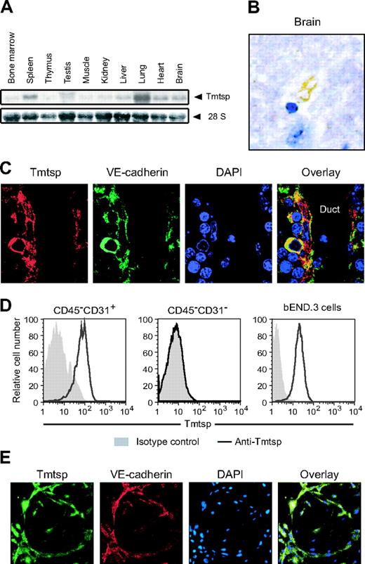 Figure 4. Localization of Tmtsp protein on endothelial cells. (A) Tissue distribution of Tmtsp mRNA by Northern blotting analysis. (B) Immunohistochemistry of adult mouse brain with anti-Tmtsp mAb. Tmtsp-specific signals were detected on the blood vessel–like structure in the forebrain. (C) Immunohistochemistry of the fetal liver (E15.5) with anti-Tmtsp mAb. Tmtsp protein (red) was detected in VE-cadherin–positive cells (green) with spindle nuclei located along luminal duct filled with enucleated erythrocytes and DAPI-positive blood cells. Nuclei were visualized by DAPI staining (blue). (D) Flow cytometric analysis of endothelial cells. Tmtsp protein was detected on CD45–CD31+ endothelial cells, but not on CD45–CD31– nonendothelial cells prepared from adult mouse liver and bEND.3 cells, a mouse brain–derived endothelioma cell line. (E) Double staining of cultured endothelial cells differentiated from ES cells on OP-9 stromal cells. Tmtsp protein (green) was localized on the surface of VE-cadherin–positive endothelial cells (red). Nuclei were visualized with DAPI staining (blue).