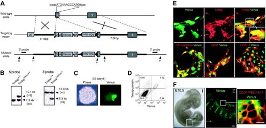Figure 5. Gene targeting and visualization of transcription at the Tmtsp locus. (A) Schematic illustration of gene targeting construct. DNA sequence corresponding to 2 translational start codons was replaced by Venus-Neo cassette. Components of the cassette were as follows: splicing donor, D; splicing acceptor, A; enhanced mutant of yellow fluorescent protein, Venus; simian virus 40 (SV40)–derived polyadenylation signal, pA; and phosphoglycerate kinase promoter-neomycin phosphotransferase, PGK-Neo. Numbered black boxes indicate exons. Recognition site of EcoNI (E) and HindIII (H) are shown by triangles. (B) Southern blot analysis of mutant mouse. Genomic DNA digested with EcoNI and HindIII were hybridized with 5′ and 3′ probes, respectively (shown in A). (C) Image of EBs (day 4) from knock-in ES cells. (D) Correlation of Venus signal and Tmtsp protein. EBs (day 7) from knock-in ES cells were stained with anti-Tmtsp antibody and analyzed by flow cytometry. Tmtsp protein was expressed only on Venus+ (Venuslow to Venushigh) cells. (E) Immunostaining of endothelial cells on OP-9 stromal cells. After 4 days of EB formation, cells were replated on OP-9 cells and cultured for 3 days in the presence of VEGF (stained with anti-Tmtsp, VE-cadherin, and CD31/PECAM-1) or in the presence of VEGF-D (for lymphatic endothelium formation, stained with anti–LYVE-1 antibody). (F) Whole-mount immunostaining of E10.5 knock-in embryo. (i) Overview of E10.5 embryo. (ii) Venus signal (green) was highly detected in vascular network of the embryo body. (iii) Overlaid image of Venus signal and immunostaining with CD31/PECAM-1 showed expression of Venus in the capillary network beneath the body surface. Scale bar: 50 μm.