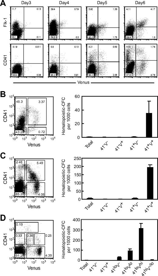 Figure 6. Expression of Tmtsp marks hematopoietic progenitors in the developing embryo. (A) Expression kinetics of Venus, Flk-1, and CD41 in EBs (days 3-6). (B-D) Hematopoietic colony-forming cells were highly enriched in CD41lowVenushigh fraction. Yolk sac cells from E8.5 (B) and E9.5 (C) TmtspVenus/+ embryos and AGM cells from E10.5 TmtspVenus/+ embryo (D) were divided into 4 or 6 populations according to the expression levels of CD41 and Venus. Sorted cells were cultured on OP-9 stromal cells in the presence of SCF, TPO, IL-3, and EPO for 3 days. Sorting gates (left) and number of hematopoietic colony-forming cells per 1000 plating cells (right) are indicated. The results are shown as the mean value ± SD of triplicate cultures.