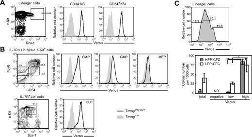 Figure 7. Expression level of Tmtsp/Venus correlates to hematopoietic activity. (A) Expression of Venus in hematopoietic stem and progenitor cells. (B) Expression of Venus in hematopoietic progenitors. Bone marrow–derived IL-7R–Lin– Sca-1–c-Kit+ cells were subdivided into FcγRlowCD34+ (CMP), FcγRhighCD34+ (GMP), and FcγRlowCD34– (MEP) fractions (top left), and the expression of Venus is shown in the histograms (top right). Venus signal in IL-7R+Lin–c-KitlowSca-1low cells (CLP) (bottom panel). (C) Colony-forming cells were highly enriched in the Lin–Venushigh fraction. Numbers of HPP-CFCs and LPP-CFCs are presented as the mean value ± SD of triplicate cultures. Numbers of HPP- and LPP-CFCs in the Lin–Venushigh fraction were significantly different from the Lin–Venuslow fraction (Student t test, ***P < .001, *P < .05).