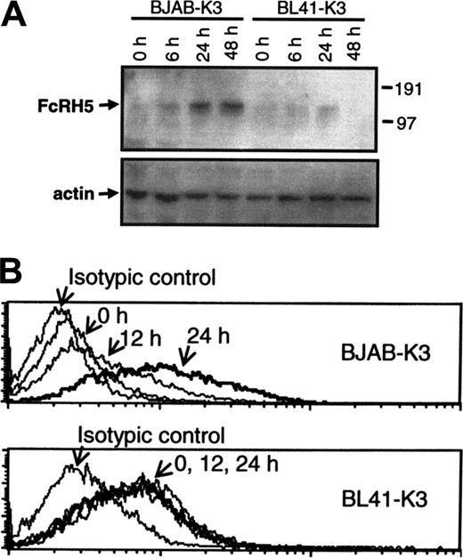 Figure 2. EBNA2 enhances FcRH5 protein levels. EBNA2 activity was induced in BJAB-K3 and BL41-K3 cells with estrogen for 6 to 48 hours, as indicated. (A) Proteins were purified and analyzed by Western blotting using FcRH5 and actin-specific Ab. (B) Membrane FcRH5 protein expression was analyzed by flow cytometry using FcRH5 specific Ab and isotypic control Ab. In each panel, the 24-hour samples are shown as a thick line. Representatives of 3 experiments are shown.