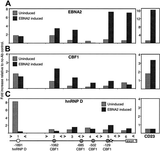 Figure 4. EBNA2 targets the endogenous FcRH5 promoter. BJAB-K3 cells that had been treated with estrogen for 5 hours to induce EBNA2, or left untreated, were crosslinked with formaldehyde. Soluble, fragmented chromatin was immunoprecipitated with (A) EBNA2, (B) CBF1, or (C) hnRNP D Ab, or without Ab. Precipitated DNA were used in quantitative real-time PCR as template. Fold increases in DNA content relative to the no-Ab controls are shown. ▦ denotes uninduced samples; ▪, samples with induced EBNA2. At the bottom is a schematic representation of the FcRH5 gene from approximately –2000 to +200, relative to the transcription start site. Potential CBF1 () and hnRNP D (○) binding sites and the likely TATA box (★) are marked. Inverted arrows indicate the positions of PCR primer pairs (see Table 1 for primer sequences). At the right of each panel, binding of proteins to the known EBNA2-responsive CBF1 binding site at –207 (see Table 2) of the CD23 promoter is shown.