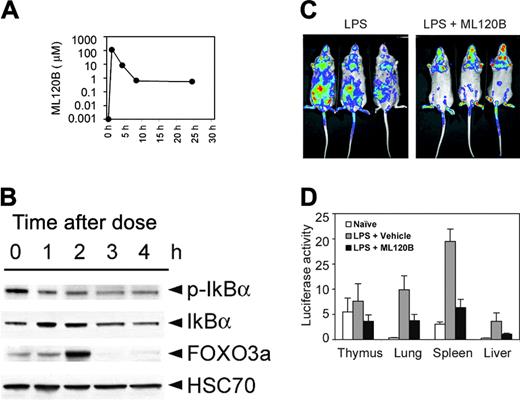 Figure 2. ML120B inhibits NF-κB activation in vivo. (A) Pharmacokinetic analysis of IKKβ inhibitor ML120B. Mice were given a single oral dose (300 mg/kg) and plasma concentration was determined at 1, 4, 8, and 24 hours after dosing (n = 3 mice per time point). (B) Western blot analysis of IκBα, phosphorylated IκBα (p-IκBα), and FOXO3a in purified bone marrow B cells 1, 2, 3, and 4 hours after a single oral dose of ML120B. Marrow was isolated at indicated times and B cells were purified by negative selection by removing non–B cells with antibodies to Mac1, CD3, Gr-1, and Ter199-PE and passing cells through a magnetic bead separation column. (C) Image of luciferase activity in transgenic mice. Mice were given a single oral dose of vehicle or ML120B (300 mg/kg) and 1 hour later injected with LPS and photographed 4 hours later after injection of D-luciferin. (D) Naive mice, mice treated with vehicle and LPS, or mice treated with ML120B and LPS were evaluated. Individual organs were removed and photon counts were collected (n = 3 per group).