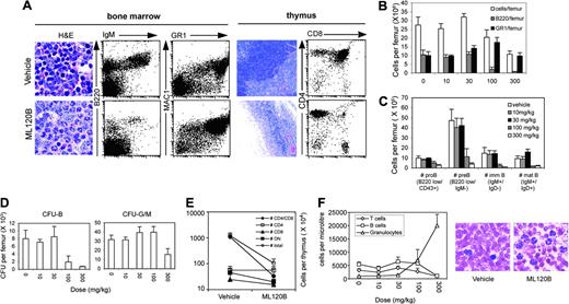 Figure 4. IKKβ inhibition by ML120B depletes all stages of B cells in the marrow and thymocytes but maintains granulocytes in vivo. (A) Histologic and flow cytometric analysis of bone marrow and thymus after twice daily oral dosing of ML120B. Representative bone marrow and thymus sections and flow cytometry after 4 days of dosing (100 mg/kg) with ML120B or vehicle alone. (B) Total cells, B220+ (B cells), GR-1+ (granulocytes), and B-cell subsets (C) per femur after oral dosing twice per day at indicated doses. All stages of B-cell development analyzed were depleted at 100 mg/kg and 300 mg/kg. (D) Bones were flushed and red blood cells (RBCs) were lysed and plated in semisolid media with IL-7 for B-cell colony growth or IL-6, IL-3, and SCF for myeloid colony growth. Colony-forming units (CFUs) were scored on day 7 and total number per individual femur was calculated (n = 4 per group). B-cell progenitors (CFU-Bs) are depleted at 100 mg/kg and 300 mg/kg. Myeloid progenitors (CFU-G/Ms) are unaffected at 100 mg/kg. (E) Thymocyte CD4, CD8, CD4/CD8 double positive (DP), and CD4/CD8 double negative (DN) numbers after 4 days of oral dosing at 100 mg/kg. (F) Numbers of T cells (CD4 and CD8+), B cells (B220+), and granulocytes (GR-1+) in peripheral blood after 7 days of ML120B at the indicated doses. Representative blood smears are shown from blood obtained in vehicle and a 300 mg/kg ML120B. Error bars indicate SD. Original magnifications: (A, bone marrow) 200 × (objective 20 ×/0.50 NA); (A, thymus) 40 × (objective 4 ×/0.13 NA); and (F) 400 × (objective 40 ×/0.75 NA).