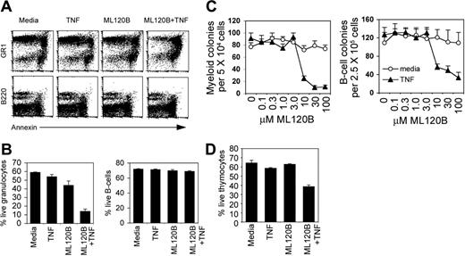 Figure 5. ML120B sensitizes bone marrow granulocytes and B-cell progenitors to killing by TNFα. (A) Bone marrow cells were isolated and incubated in media, ML120B alone (30 μM), murine TNFα alone (100 ng/mL), or ML120B + TNFα for 4 hours and then analyzed by flow cytometry for annexin with granulocyte marker GR-1 or B-cell marker B220. (B) Percent live granulocytes (GR-1+ annexin–) and live B cells (B220+annexin–) after 4 hours of culture. Values are averages of triplicates; error bars indicate SD. (C) Bone marrow cells were cultured in increasing concentrations of ML120B in the presence or absence of murine TNFα (100 ng/mL) for 4 hours then washed and plated in culture conditions for myeloid colony growth or B-cell colony growth. Colonies were scored 7 days after plating. All cultures contained 0.5% DMSO. (D) Percent live thymocytes (annexin–) after 6 hours of culture. Values are averages of triplicates; error bars indicate SD. One representative experiment of 3 with similar results is shown.