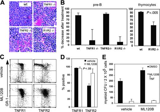 Figure 6. ML120B-induced B-cell depletion in vivo is TNFR dependent. (A) Representative bone marrow histology and (B) percent cellular decrease in bone marrow and thymus from wild-type control mice (wt), TNFR1-deficient mice, TNFR2-deficient mice, and TNFR1/TNFR2 double knockout mice (R1/R2–/–) after twice daily oral doses for 3 days (analysis on day 4), with vehicle alone or with ML120B (100 mg/kg). Percent decrease in pre–B cells (B220+/IgM–) and decrease in thymocyte numbers in ML120B-treated animals when compared with vehicle controls (n = 4 per group). (A) Original magnification, 400 × (objective 40 ×/0.75 NA). (C) TNFR1 and TNFR2 expression in bone marrow granulocytes (GR-1+). (D) The percent of GR-1+ cells expressing TNFR2 but not TNFR1 increases after ML120B dosing. (E) Myeloid progenitors (CFUs) surviving 3 days of ML120B dosing are not resistant to ML120B + TNFα killing in vitro. Bone marrow cells from individual mice (n = 4) were cultured in media or ML120B (30 μM) in the presence of murine TNFα (100 ng/mL) for 4 hours then washed and plated in culture conditions for myeloid colony growth. Colonies were scored 7 days after plating. All cultures contained 0.5% DMSO.