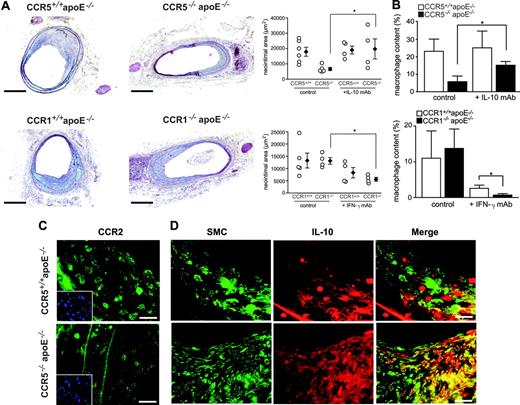Figure 1. CCR5 but not CCR1 deficiency inhibits neointima formation: role of IL-10. (A) Carotid arteries of CCR5+/+apoE–/– and CCR5–/–apoE–/– mice, CCR1+/+apoE–/– and CCR1–/–apoE–/– mice after wire injury. Representative sections stained with pentachrome (scale bars represent 100 μm) and quantification of neointimal areas (right panels, *P < .05) are shown. ○ represents individual mice; ♦, mean ± SEM. (B) Quantification of macrophage content in injured carotid arteries of CCR5+/+apoE–/– and CCR5–/–apoE–/– mice treated with or without blocking IL-10 mAb, and of CCR1+/+apoE–/– and CCR1–/–apoE–/– mice treated with or without blocking IFN-γ mAb (*P < .05). Error bars indicate SEM. (C) Immunofluorescence staining for CCR2 (nuclear DAPI staining as inserts) and (D) SMCs and IL-10 in CCR5+/+apoE–/– mice and CCR5–/–apoE–/– mice (scale bars represent 25 μm).