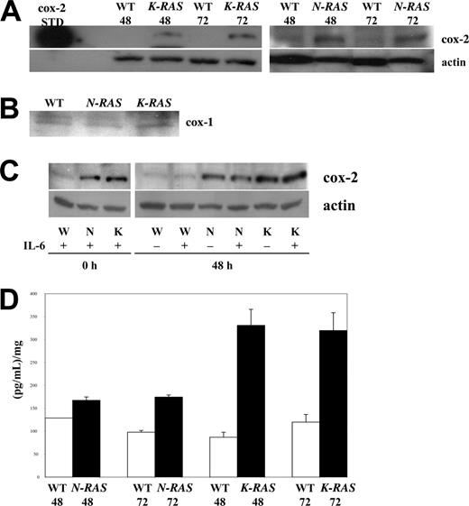 Figure 1. Mutated RAS induces cox-2 expression and activation in MM cells. (A) Western analysis for cox-2 expression in wild-type (WT), N-RAS, and K-RAS MM cells after 48 and 72 hours of IL-6 depletion. Purified cox-2 electrophoresis standard served as positive cox-2 control. (B) cox-1 expression in WT, N-RAS, and K-RAS cells after 48 hours of IL-6 depletion. (C) Western analysis of cox-2 expression in WT, N-RAS, and K-RAS cells cultured for 0 or 48 hours with or without IL-6 (1000 U/mL). (D) Conditioned media were analyzed for PGE2 level. The concentration of PGE2 is reported as picogram of PGE2/mL of media/mg of total protein lysate, mean ± SD.