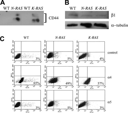 Figure 6. Protein expression of FN receptors in ANBL-6 cells. Protein expression was compared by Western analysis between the WT, N-RAS, and K-RAS cells for (A) CD44 and (B) β1. (C) Flow chart for isotype control, and α4 and α5 integrins in WT, N-RAS, and K-RAS cells. Fluorescent intensity is represented by the x-axis, and the percent of positive cells is indicated at the bottom right corner of each chart.
