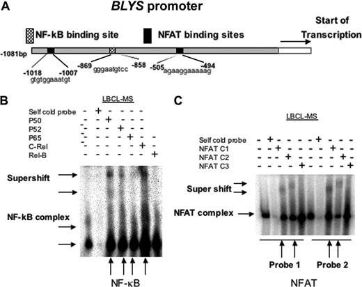 Figure 3. Transcription factors NF-κB and NFAT bind to the BLYS promoter. (A) BLYS gene promoter diagram (GenBank accession no. AY129225) showing the putative binding sites for NF-κB (dots) and NFAT (black). (B) EMSA analysis of NF-κB binding to the BLYS promoter. Nuclear extracts from NHL-B (MS) cells were incubated with BLYS–NF-κB binding site oligonucleotides. BLYS-NF-κB cold probe and antibodies to p50, p52, p65, c-rel, or rel-B were added to the binding reaction mixtures. Arrows indicate the DNA-protein and supershifted complex. (C) EMSA analysis of NFAT binding to BLYS promoter. Nuclear extracts from NHL-B (LBCL-MS) cells were incubated with oligonucleotides for the 2 different BLYS-NFAT binding sites. BLYS-NFAT cold probes and antibodies to NFATc1, NFATc2, or NFATc3 were added to the binding reaction mixtures. Arrows indicate the DNA-protein and supershifted complexes.