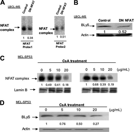 Figure 5. Inhibition of NFAT activity reduces BLyS protein expression in NHL-B cells. (A) EMSA analysis of NFAT protein binding to BLYS promoter. Nuclear extracts from NHL-B (LBCL-MS) cells were transfected with dominant-negative (DN) NFAT or control plasmid and analyzed with oligonucleotide probes from the 2 BLYS-NFAT binding sites. NFAT binding levels were analyzed by BioMax 1D software, presented as before, as relative fold decrease compared to control samples. Lamin B was used as nuclear protein loading control. (B) Immunoblot analysis of BLyS expression in NHL-B (LBCL-MS) cells transfected with DN NFAT or control plasmid. Actin is used as loading control. BLyS protein levels were analyzed by BioMax 1D software, normalized with actin levels as before, and presented as before. (C) EMSA analysis of NFAT binding to the BLYS promoter in a representative NHL-B cell line (MCL-SP53). Nuclear extracts from NHL-B (MCL-SP53) cells treated with cyclosporine A (CsA) were analyzed with oligonucleotide probes from the 2 BLYS-NFAT sites to detect NFAT binding activity. NFAT binding levels were analyzed as previously described in panel A. Similar results observed in LBCL-MS cells too (data not shown). (D) Immunoblot analysis of BLyS protein in NHL-B (MCL-SP53) cells treated various doses of CsA. Actin was used as loading control. BLyS protein expression levels were analyzed as previously described in panel B. Similar results observed in LBCL-MS cells too.