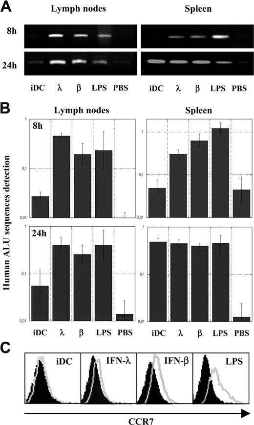 Figure 2. Acquisition of in vivo migratory abilities and CCR7 expression by IFN-λ–treated DCs. Control PBS, untreated iDCs, or iDCs treated for 24 hours with IFN-β, IFN-λ, or LPS were intravenously injected into SCID/Bg mice; DNA from lymph nodes and spleens were extracted after 8 or 24 hours. Human alu repetitive sequences were analyzed qualitatively by PCR (A) and quantitatively by real-time PCR (B) as a ratio with the quantification of a murine gene (see “Materials and methods”). Results are the means (95% confidence limits) of triplicate experiments performed on a single mouse for each condition tested. (C) Analysis of chemokine receptor CCR7 expression by flow cytometry. iDCs were treated for 24 hours with IFNs or LPS (gray lines); isotopic controls are indicated by filled surfaces. Results presented are from a single blood donor and are representative of results obtained with cells from 7 blood donors.