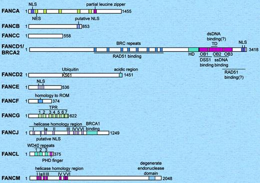 Figure 1. Schematic representation of the 11 human Fanconi anemia proteins. The relative sizes of the FA proteins are shown to scale. The FANCF and FANCL proteins are the smallest, and the FANCM and FANCD1/BRCA2 proteins are the largest. The only FA proteins with known enzymatic activity are FANCJ (helicase), FANCM (DNA translocase), and FANCL (E3 ubiquitin ligase). FANCD2 and FANCD1/BRCA2 have been shown to have direct DNA binding activity. dsDNA indicates double strand DNA; HD, helical domain; NES, nuclear export sequences; NLS, nuclear localization signals; OB, oligonucleotide/oligosaccharide-binding folds; ssDNA, single-strand DNA; TD, tower domain; TPR, tetratricopeptide repeat.