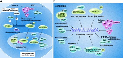 Figure 2. Current model of the Fanconi anemia pathway. (A) The FA proteins are depicted in the normal cell nucleus. In response to DNA damage, or during normal S-phase progression, the FANCD2 protein is monoubiquitinated on lysine 561. Efficient monoubiquitination requires several proteins, including ATR, RPA, and an intact FA core complex. Monoubiquitination of FANCD2 targets the protein into nuclear foci and chromatin fraction where it interacts with BRCA2. The function of monoubiquitinated FANCD2 (FANCD2-Ub) in chromatin remains unknown, and it may regulate HR repair, translesion DNA synthesis, or both. USP1 negatively regulates monoubiquitination of FANCD2. (B) This figure depicts several chromatin proteins that appear to interact in the repair of the DNA interstrand crosslink (see “Localization of FA proteins in chromatin”).