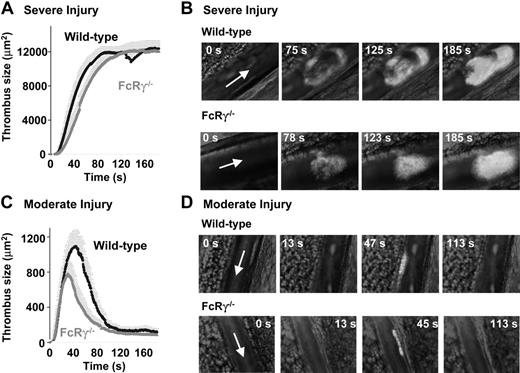 Figure 3. Effect of FcRγ deficiency on thrombus formation in a laser-induced arterial thrombosis model. Severe (A-B) or moderate (C-D) laser-induced lesions were generated in the mesenteric arteries of wild-type and FcRγ–/– mice and the surface area of developing thrombi assessed as described previously.22 (A,C) Traces represent the mean surface area (± SEM) of the thrombi developing over 150 seconds (WT: n = 12 vessels in 8 mice; FcRγ–/–: n = 12 vessels in 7 mice). Analysis of mean surface area of thrombi formed in severely injured vessels indicate no significant difference in thrombus formation between wild-type and FcRγ–/– mice (P > .05). In contrast, following moderate injury there was a 30% reduction in the size of thrombi formed in FcRγ–/– mice relative to wild-type mice (WT: n = 19 vessels in 7 mice; FcRγ–/–: n = 29 vessels in 9 mice). Time sequence images of platelet thrombi forming in wild-type and FcRγ–/– mice subjected to severe (B) or moderate (D) injury. Arrow indicates blood flow direction.