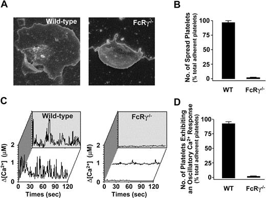 Figure 4. Spreading and calcium flux of FcRγ–/– mouse platelets on a collagen matrix. (A) Representative SEM images of collagen-adherent platelets from wild-type and FcRγ–/– mice. (B) The percentage of adherent platelets (mean ± SEM) that spread on the collagen matrix was quantified as described in “Materials and methods.” (C) Calcium dye-loaded washed platelets were applied to a type 1 fibrillar collagen matrix under static conditions for 30 minutes at 37°C. Individual wild-type platelets underwent an oscillatory Ca2+ response following adhesion to the collagen matrix, whereas FcRγ–/– platelets did not exhibit an oscillatory Ca2+ response. Calcium profiles are from representative single platelets obtained from wild-type or FcRγ–/– mice. (D) The percentage of adherent platelets (mean ± SEM) exhibiting oscillatory calcium flux was quantitated as described in “Materials and methods.”