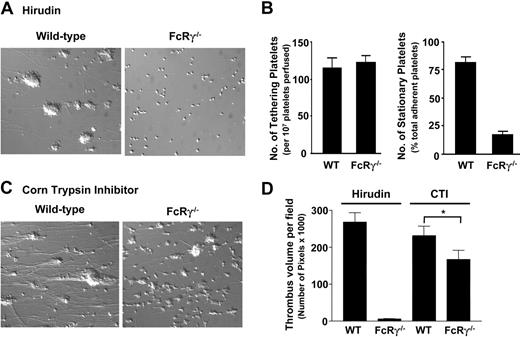 Figure 5. Effect of FcRγ deficiency on platelet tethering, stable adhesion, and thrombus formation on a collagen substrate. DiOC6-loaded (1 μM) whole blood collected into hirudin (100 μg/mL) (A) or into CTI (40 μg/mL) (C) from wild-type or FcRγ–/– mice was perfused through collagen-coated (2.5 mg/mL) microcapillary tubes for 3 minutes at 500 s–1. The images are representative of single platelets or thrombi formed after 3 minutes of blood perfusion. (B) The number of platelets (mean ± SEM) tethering to the matrix and subsequently forming stationary adhesion contacts was quantitated as described in “Materials and methods.” (D) Following blood perfusion over the collagen matrix, the thrombi were fixed with 4% paraformaldehyde, then imaged by confocal microscopy (3 to 6 fields per microslide, n = 3 for each condition). The total volume of thrombi formed per field (mean ± SEM) was determined as described in “Materials and methods.” Thrombi formed from FcRγ–/– mice were reduced in size (*P < .025; n = 3) compared with thrombi formed from wild-type controls.