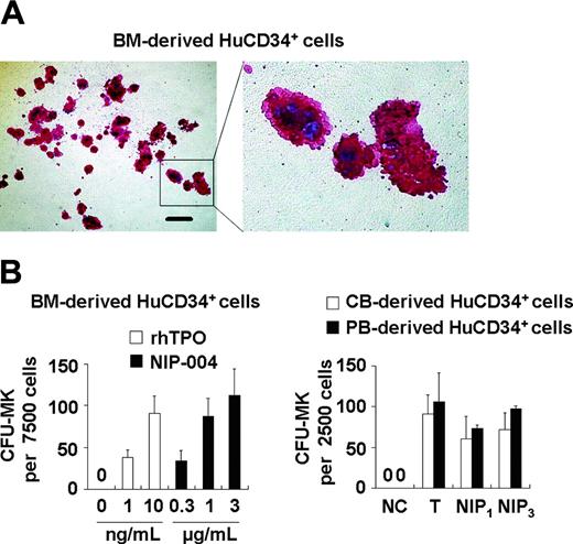 Figure 2. Stimulation of megakaryocyte colony formation from human CD34+ cells by NIP-004. (A) Morphology of CFU-MK colonies obtained from human BM-derived CD34+ cells treated with 1 μg/mL NIP-004. CFU-MKs were visualized with AP-labeled antibody against human CD41. Polyploid megakaryocytes are shown in detail in the right panel. Bar, 200 μm. (B) The number of CFU-MKs from human BM-, CB-, and PB-derived CD34+ cells treated with 1 to 3 μg/mL NIP-004 was similar to that with 10 ng/mL rhTPO. Results are expressed as mean ± SEM from 4 independent experiments (BM) or mean ± SD from 2 independent experiments (CB and PB). NC indicates negative control; T, 10 ng/mL rhTPO; NIP1,1 μg/mL NIP-004; NIP3,3 μg/mL NIP-004.