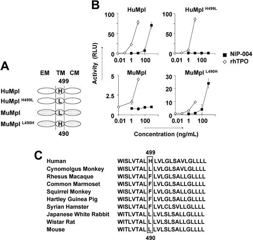 Figure 4. His in the transmembrane domain of c-Mpl is the essential residue for NIP-004. (A) Schema of site-directed mutagenesis in HuMpl and MuMpl. EM indicates extracellular module; TM, transmembrane module; CM, cytoplasmic module. (B) STAT5-reporter gene assay showing induction of STAT activation via HuMpl and MuMplL490H but not HuMplH499L or MuMpl following NIP-004 administration. Data are expressed as the mean ± SD from 2 independent experiments. (C) Comparison of amino acid sequences of c-Mpl transmembrane domain from various animals. His499 only exists in humans and not in other species.
