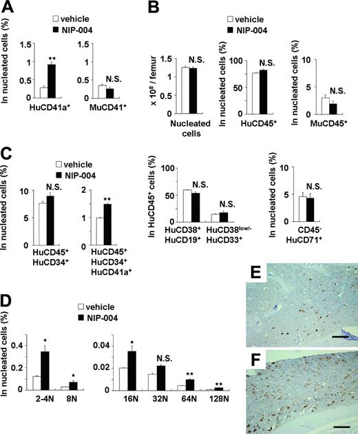 Figure 5. Effects of NIP-004 on human megakaryopoiesis in xenotransplanted murine bone marrow. (A) NIP-004 increased HuCD41a+ megakaryocytes, but not MuCD41+ megakaryocytes, in NOG mice receiving xenotransplants. (B) NIP-004 had no significant effect on the number of total nucleated cells and the percentage of other cell lines in murine BM. (C) NIP-004 increased the number of human megakaryocytic progenitor cells (HuCD45+CD34+CD41a+) but not HuCD45+CD34+ hematopoietic progenitor cells. (D) FACS analysis of DNA ploidy of HuCD41+ megakaryocytes. NIP-004 induced maturation of human megakaryocytes in the BM of NOG mice receiving xenotransplants. Data in panels A-D are expressed as mean ± SEM (n = 3). *P < .05, **P < .01 between NIP-004 and vehicle. N.S. indicates no significant difference compared with vehicle. Similar results were obtained from 2 independent experiments. (E-F) Immunohistochemical staining of xenotransplanted murine BM with a monoclonal antibody against human integrin GPIb (HuCD42b). Sections were obtained from the femurs of mice treated with vehicle (E) or NIP-004 (F). Bars, 200 μm.