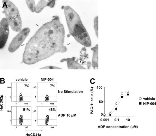 Figure 7. Morphologic and functional features of human platelets induced by NIP-004 in NOG mice. (A) Immunoelectron microscopy using antibody against HuCD41a identified human platelets in PRP derived from NIP-004–treated mice. The surface of a platelet located in the center is labeled with gold particles (arrow), indicating that it is of human origin. Bar, 1 μm. (B) P selectin (HuCD62p) expression upon ADP stimulation in human platelets was similarly increased in both vehicle- and NIP-004–treated mice. (C) After stimulation with various concentrations of ADP, there was a similar dose-dependent escalation in the percentage of PAC-1–positive human platelets from vehicle- and NIP-004–treated NOG mice receiving xenotransplants. PAC-1 antibody specifically recognizes the activated form of GPIIbIIIa. Data are expressed as the mean ± SEM (n = 4).
