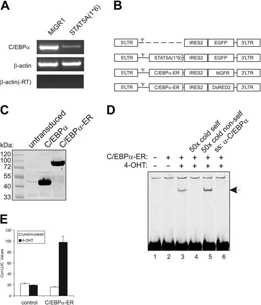 Figure 1. Enforced activation of STAT5 in human CB CD34+ cells results in down-modulation of C/EBPα expression. (A) CB-derived CD34+ cells were transduced with MiGR1 or STAT5A1*6, sorted on the basis of GFP expression, and total RNA was isolated and used in RT-PCR reactions with primers for C/EBPα and β-actin as indicated. (B) Schematic representation of the retroviral constructs that were used in these studies. (C) C/EBPα and C/EBPα-ER were overexpressed in 293T cells, and total cell lysates were Western blotted using anti-C/EBPα antibodies. (D) C/EBP-ER was overexpressed in 293T cells, and nuclear extracts were used in EMSA experiments as indicated, using a probe that contains the C/EBPα consensus binding sequence. 4-OHT induced DNA binding of C/EBPα-ER, which could be outcompeted with 50 × cold self-oligo (lane 4), while DNA binding was blocked by adding anti-C/EBPα (lane 6). (E) Luciferase assays were performed in 293T cells using luciferase reporters containing C/EBPα-binding sites. Cells were transfected with empty MiGR1 vector (control) or C/EBPα-ER expression vectors, and cells were either left unstimulated or were stimulated with 4-OHT. After 24 hours of stimulation, cells were harvested to perform luciferase and LacZ assays as described in “Materials and methods.”