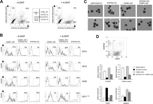 Figure 2. Re-expression of C/EBPα in STAT5A1*6 CD34+ cells results in a restored myelopoiesis. (A) Human CB CD34+ cells were transduced with STAT5A1*6-IRES2-EGFP and C/EBPα-ER-IRES2-NGF-R retroviral vectors. Representative transduction efficiencies are shown of cells grown for 1 week on MS5 stroma in the absence (left panel) or presence (right panel) of 4-OHT. (B) Cells shown in panel A were analyzed by FACS for the expression of CD14, CD15, CD36, and CD71 expression using allophycocyanin (APC)–conjugated antibodies. Data are representative of at least 3 independent experiments. (C) CB CD34+ cells were transduced with MiGR1/NGF-R empty vectors or double transduced with STAT5A1*6 and C/EBPa-ER, cocultured on MS5 for 1 week in the presence of 4-OHT, after which MiGR1 cells, STAT5A1*6 cells, C/EBPa-ER cells, and double-positive cells were sorted on the MoFlo and analyzed by cytospins and May-Grünwald Giemsa staining. (D) Experiment performed as described in panel C, but total RNA was isolated after MoFlo sorting for qRT-PCR analysis as indicated. The sorted cells for data in panels C and D were obtained from gates R2, R4, and R3, which represent C/EBPα-ER, STAT5A1*6, and double-transduced cells, respectively. Double-transduced empty control cells were sorted separately (data not shown).