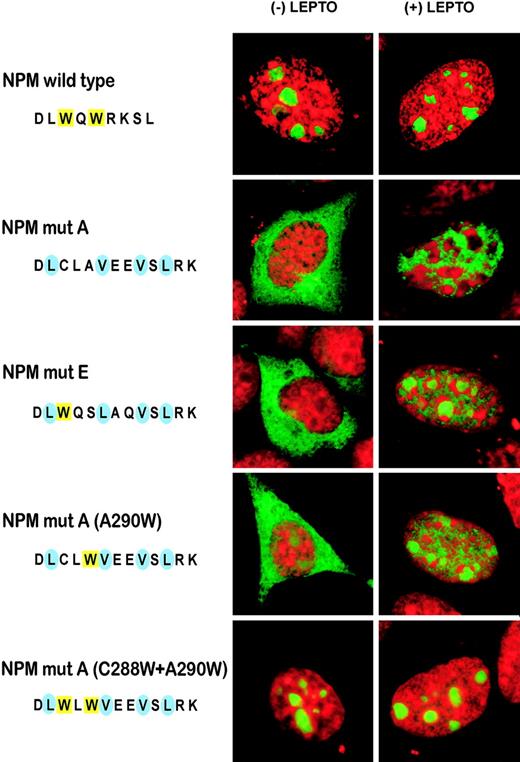 Figure 4. NES and tryptophan(s) mutations act in concert to export NPM mutants. Confocal microscope analysis of NIH-3T3 transfected with either pEGFP-C1-NPMwt or different pEGFP-C1-NPM mutants. NPM mutant A localizes exclusively in the cytoplasm. The NPM mutant E, retaining tryptophan 288 but lacking tryptophan 290, partially relocalizes in the nucleoli when the nuclear export of the protein is blocked by LMB treatment. Reinsertion of the tryptophan 290 (NPMmutA, A290W) produced an almost identical effect. When both tryptophans (288 and 290) were reinserted in the mutant A, the eGFP-tagged protein totally localized into the nucleoli, despite the 2 NES motifs, whether LMB was present or not. Images were collected as described27 using a Zeiss Plan Apochromat 100 ×/1.4 NA oil objective.