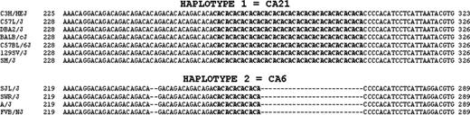 Figure 3. A comparison of intron 1 CA-rich sequences. Intron 1 sequences that encompass the CA-rich regions from the 11 inbred strains are aligned for comparison. Two haplotypes can be distinguished: Haplotype 1 (represented by the top 7 sequences) contains a contiguous stretch of 21 CA repeats (nucleotides 250-291, based on the BALB/cJ sequence, setting the A of the ATG start codon to 1). Haplotype 2 (represented by the bottom 4 sequences) contains no more than 6 consecutive CA repeats within the same region. The sequence within haplotype 1 is designated CA21; that within haplotype 2, CA6.