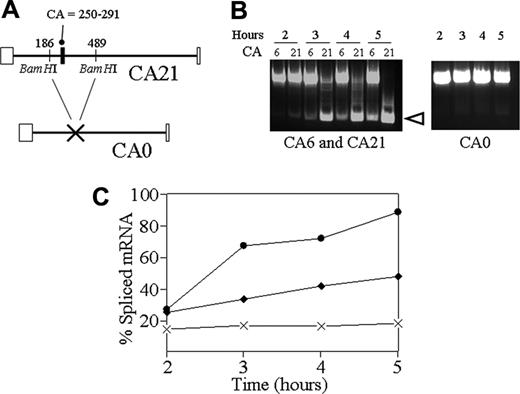Figure 6. In vivo minigene splicing. (A) For the in vivo minigene splicing studies, an additional probe was constructed. To generate CA0, having no CA repeats, a BamH1/BamH1 segment representing nucleotides 186 to 489 was excised from the CA21 probe. The resulting construct lacks the CA repeat region at nucleotide 250 to 291. (B) B16F10 cells were transfected with 2 μg pcDNA3.1(–) containing either the CA6, CA21, or CA0 cassettes. Total RNA was then extracted at 2, 3, 4, and 5 hours after transfection. Spliced mRNA was amplified by RT-PCR, and separated by agarose gel electrophoresis. The amount of spliced mRNA (open arrowhead) was calculated using image J38 and is expressed as the percentage of total mRNA (nonspliced plus spliced mRNA). (C) The percentage of spliced mRNA is plotted as a function of time (hours) after transfection with the minigene cassette. The graph depicts the levels obtained with the CA21 (•), CA6 (♦), or CA0 (X-X) minigene cassettes. Each data entry represents the mean of triplicate measurements in a single experiment that is representative of 4 independent experiments.