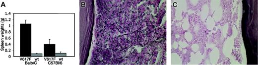 Figure 1. Splenomegaly and reticulin fibrosis in Jak2V617F mice after BM transplantation. (A) Bar graphs indicate an 11-fold increase in spleen weight in Jak2V617F Balb/c compared with Jak2wt Balb/c animals and an approximately 4-fold increase in spleen weight in Jak2V617F C57Bl/6 compared with Jak2wt C57Bl/6 mice. (B) Moderate to marked diffusely increased reticulin fibrosis in BM of Balb/c mice that had received transplants of Jak2V617F 4.5 weeks after transplantation, which was absent in Jak2wt BM (C).