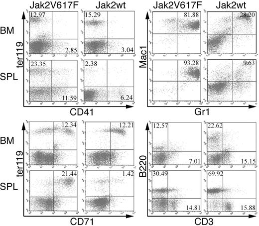 Figure 3. Flow cytometric analysis of BM and spleen after transplantation with BM transduced with either Jak2V617F or Jak2wt in Balb/c mice. Dot plots demonstrate an approximately 10-fold increase in the ter119+ and the CD71+/ter119+ population in the spleens of Jak2V617F compared with Jak2wt animals. Most CD71+/ter119+ cells represented a more immature erythroid population at the level of BFU-Es. Representative plots from 1 of 12 independent experiments for the mutant mice and 1 of 10 experiments for the Jak2wt mice are shown. In the BM of Jak2V617F mice, a prominent population of mature Gr1+/Mac1+ myeloid cells was detectable that had increased approximately 3-fold compared with the BM of Jak2wt mice and approximately 10-fold in spleens of Jak2V617F compared with spleens of Jak2wt mice. B220+ B cells were proportionately decreased in the BM and spleens of Jak2V617F mice compared with Jak2wt mice.