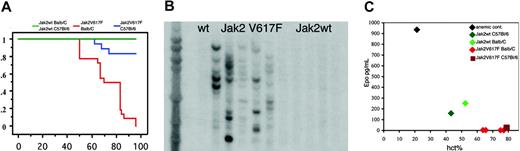 Figure 4. Increase in survival in Jak2V617F C57Bl/6 compared with Jak2V617F Balb/c mice. (A) Kaplan-Meier survival plot showing death of all Jak2V617F-expressing Balb/c mice between 50 and 95 days marked by the red line (n = 22), of 3 C57Bl/6 mice between 65 and 75 days marked by the blue line (3 of 18), and normal life expectancy for Jak2wt Balb/c and C57Bl/6 mice marked by the green line (n = 10 for each group). (B) Southern blot analysis demonstrating oligoclonal retroviral integration in spleen cells of 5 Jak2V617F mice after transplantation, which was polyclonal in Jak2wt mice and absent in the spleen of an untransduced wild-type animal. (C) Inverse correlation between high endogenous HCTs of 0.65 to 0.75 and low serum EPO levels of 10 pg/mL in 4 Balb/c mice and 1 C57Bl/6 mouse expressing Jak2V617F and normal serum EPO levels of 150 and 250 pg/mL in 1 Balb/c mouse and 1 C57Bl/6 mouse expressing Jak2wt with normal HCTs and appropriately high serum EPO levels in 5-fluorouracil–treated anemic animals.
