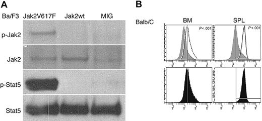 Figure 5. Jak2V617F and Stat5 are constitutively activated in vivo. (A) Immunoprecipitation and Western blot analysis in GFP-sorted, Jak2V617F, Jak2wt, and empty vector transfected Ba/F3 cells showing constitutively active Jak2 and Stat5 after 4 hours of starvation in 1% bovine serum albumin in Jak2V617F stable Ba/F3 cells. (B) Phospho-flow analysis showing significant increases in phosphorylated Stat5 in the BM and spleens of Jak2V617F mice compared with Jak2wt mice, as indicated by the significant shift to the left (P < .001).