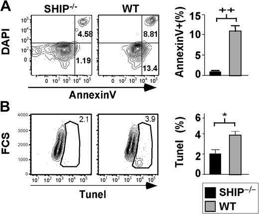 Figure 3. SHIP–/– HSCs exhibit decreased apoptotic rate. (A) Representative FACS plots of DAPI versus Annexin V after gating on KTLSFlk2– cells. Bar graph shows the percentage of KTLSFlk2– that are apoptotic based on the Annexin V+ and DAPI– staining: SHIP–/– (▪); WT (▦). (B) Representative FACS plots for TUNEL staining after gating on KTLS cells. Bar graph represents the percentage of KTLS cells positive for TUNEL staining: SHIP–/– (▪); WT (▦). Significance was established using the unpaired student t test (Prism 4): *P < .01; ++P < .005 (mean ± SEM; n ≥ 3).
