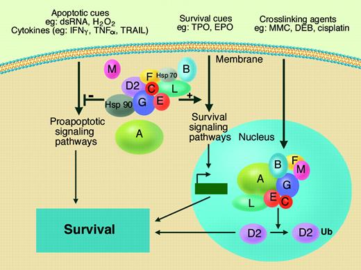 FA proteins (shown as lettered ovals) exist in various multimeric complexes in the cytoplasm and nucleus. The nuclear core complex facilitates the monoubiquitination (Ub) of FANCD2 (D2) protecting cells from genetic damage and death following exposure to cross-linking agents. Cytoplasmic complexes are also found, and there is emerging evidence that various FA complexes, often acting in concert with heat shock proteins, function to suppress the activation state of intracellular effectors of apoptosis (promoting survival) and facilitate survival signaling pathways including those that involve JAK-dependent STAT activation (promoting survival). Thus, FA cells are intolerant of a variety of extracellular stresses, not just cross-linking agents. The nuclear core complex shown is known to exist. The exact composition of the cytoplasmic FA complexes has not been fully defined, so in this figure the complex shown is meant to be generically reflective of multiple subcomplexes that are known to exist and of subcomplexes that will be identified in the future. Illustration by Marie Dauenheimer.