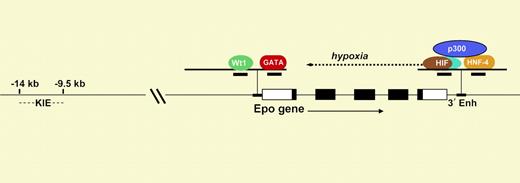 Diagram of the Epo gene. The 5 exons are shown as rectangles. The Epo promoter contains response elements that bind to Wt1 and GATA, and the 3′ enhancer contains elements that bind to HIF and HNF-4.