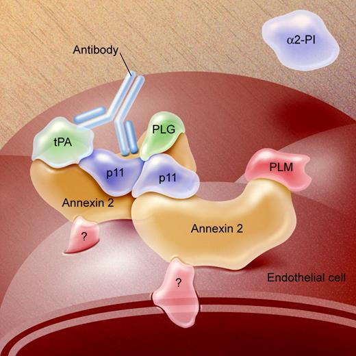 Model of the annexin A2–S100A10 (p11) heterotetramer, depicting binding of tPA and plasminogen (p19) leading to generation of plasmin (PLM). The anti–annexin A2 antibody (Antibody) might inhibit binding of tPA or PLG or block their interaction with each other. Illustration by A. Y. Chen; adapted from Figure 2B of Cesarman-Maus and Hajjar. 5