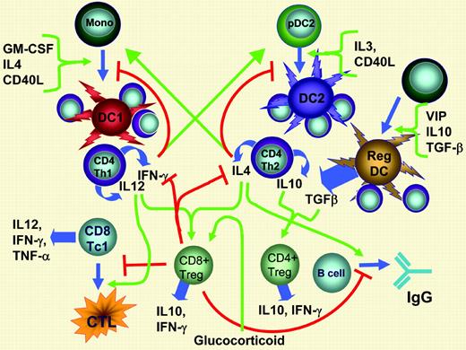 Pathways of immune regulation. Positive signals for immune activation are shown as green arrows; inhibitory signals are shown as red lines terminating in red bars. Blue arrows represent differentiation pathways and/or secreted cytokines. Generation of CD8+ Tregs occurs under the influence of IL-12 made by Th1 and IL-4 made by Th2 T cells.