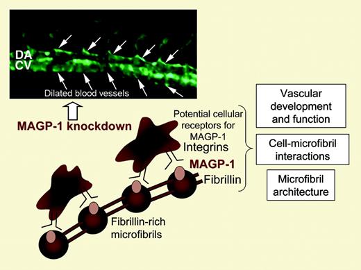 Chen and colleagues demonstrated that MAGP-1, which is functionally associated with a major component of microfibrils, fibrillin-1, is recognized by integrins on the cell surface as controlling microfibril structure and tissue integrity. MAGP-1 was identified as a key regulator of vasculature development in zebrafish, and its knockdown results in the formation of dilated blood vessels with irregular lumens.