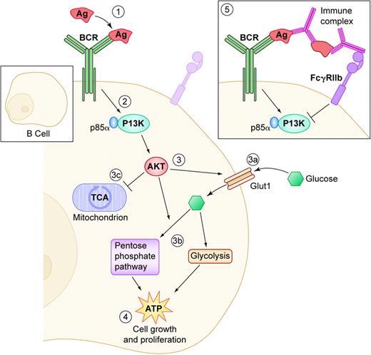B-cell–receptor (BCR) engagement regulates glucose intake and utilization. (1) Antigen (Ag) binding triggers BCR signaling and (2) activation of phosphatidylinositol 3-kinase (PI-3K) and its p85α subunit. (3) This in turns activates AKT by recruiting it to the membrane. AKT has multiple effects on glucose transport and utilization: (3a) it increases Glut1 expression, which results in increased glucose intake and (3b) it increases glucose catabolism through glycolysis and the pentose phosphate pathway, (3c) to the expense of oxidative phosphorylation through the TCA cycle, which is the main pathway to generate ATP in resting lymphocytes. (4) All of these concerted events concur to greatly boost ATP production, which is necessary to fuel cell growth and proliferation. (5) Conversely, engagement of the negative regulator FcγRIIb by immune complexes results in the opposite PI-3K–mediated effects on glucose intake and utilization, starving B-cell proliferation of its energy supply. Illustration by Kenneth Probst.