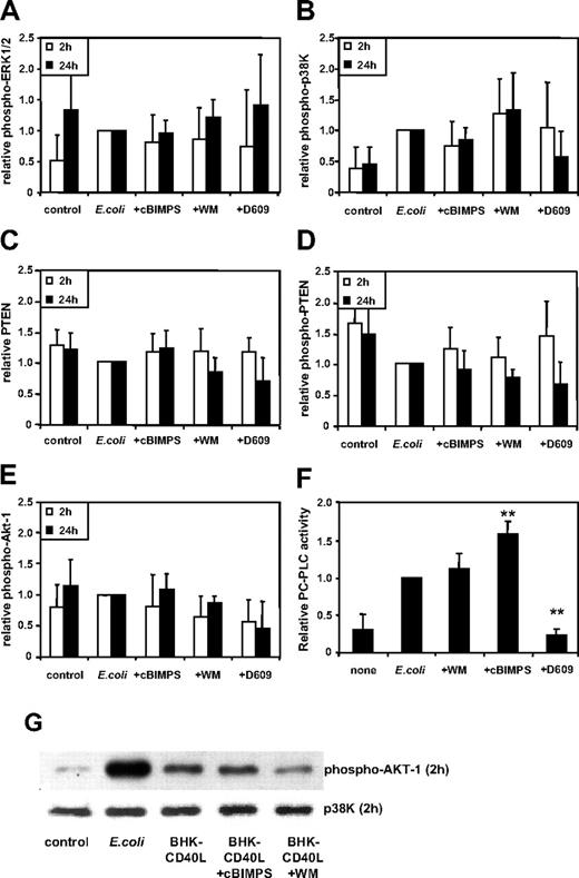 Figure 3. Activity of intracellular signaling pathways does not predict migratory capacity or cytokine secretion by DCs. MoDCs were activated using intact E coli and inhibitors added (as in Figure 2) 20 to 40 minutes prior to E coli exposure, and cells were harvested at 2 and 24 hours later, washed, and resuspended in lysis buffer. Strength of phosphorylation of (A) ERK1/2, (B) p38K, (C) PTEN, (D) unphosphorylated (active) PTEN, and (E) Akt-1 was analyzed. Activation of these pathways was assessed by quantitative immunoblotting. Data shown as means ± SD (ERK-1/2 and p38K at 2 hours from n = 9 and 24 hours from n = 5-6; all other proteins, n = 4 separate donors). *P < .05; **P < .01 compared with activation without inhibitors. (F) PC-PLC activity was measured in cellular lysates harvested 24 hours after activation (means ± SD, n = 6-8 separate donors), **P < .01 compared with activation without inhibitors (E coli). (G) Western blot analysis of MoDCs 2 hours following activation. Phosphorylation of Akt-1 is representative of n = 4 separate donors. p38K analysis acts as protein loading control.